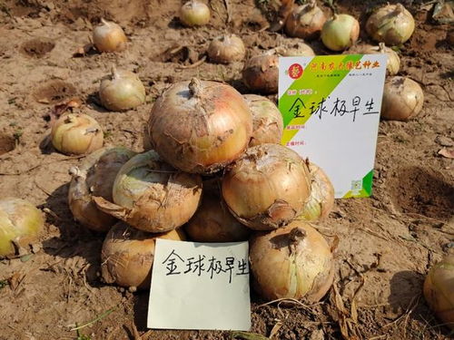 《洋葱种植：揭秘高效益的秘密武器》