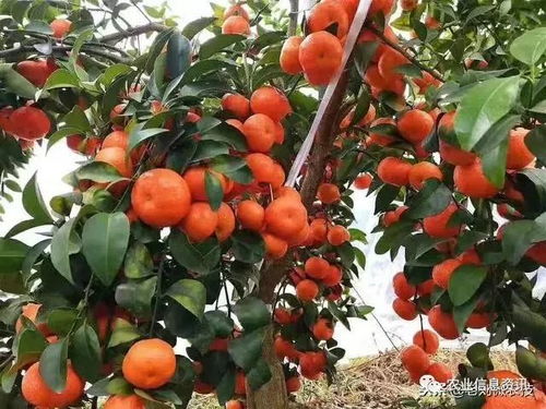 沙糖桔种植新篇章：揭秘高效技术，解锁高品质果实密码