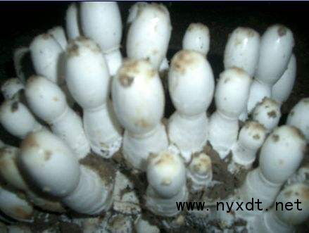 揭秘鸡腿菇种植秘籍：高效益与低风险共舞