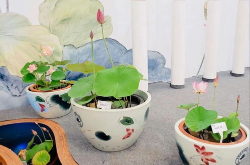 碗莲种植秘籍：如何在家庭花园中培育出优雅的“水中明珠”