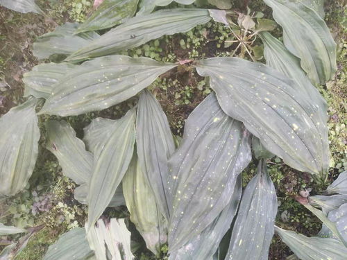 《毛菇种植指南：揭秘高效益菌菇栽培秘籍》