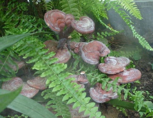 揭秘灵芝种植奥秘：免费视频教你轻松掌握核心技术