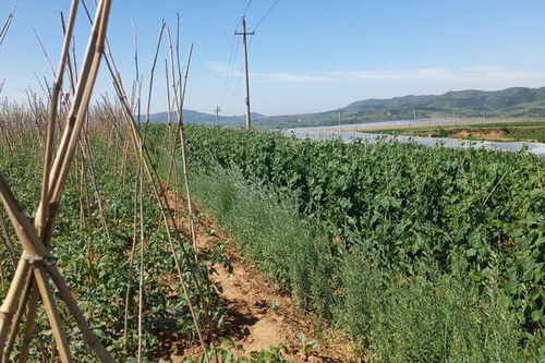 《揭秘架豆王种植奥秘：如何实现高产高效？》