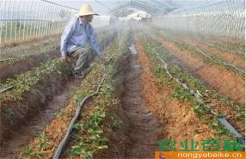 《冬季大棚辣椒种植，揭秘高效增收之道》