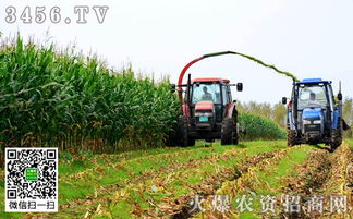 《青贮玉米种植技术革新：如何提高产量与质量？》