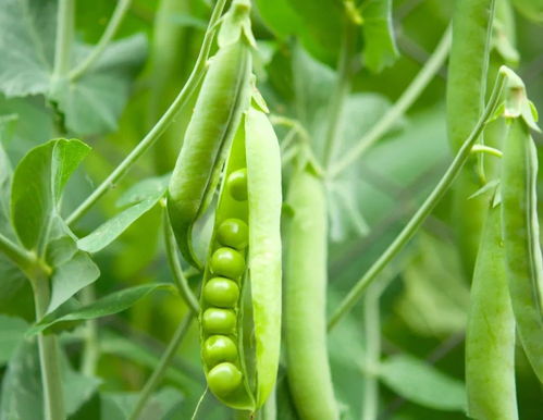菜豌豆种植技术揭秘：如何实现高产高效？