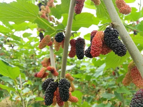 果桑种植技术解析：如何打造高品质的桑果产业？