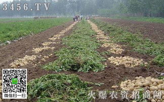 《马铃薯种植：技术革新与管理提升，揭秘高效丰收之道》