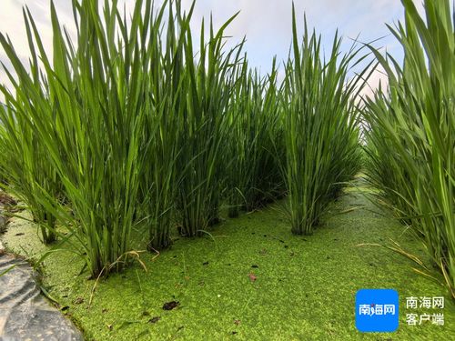 茭白种植新篇章：揭秘高效益的种植技术