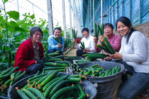 揭秘蔬菜种植新趋势：如何高效培育丰收田园？