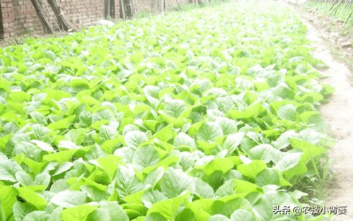 小白菜种植攻略：揭秘高效管理之道
