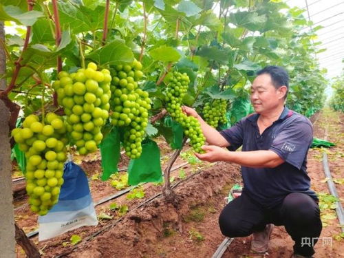 揭秘葡萄大棚种植技术：如何提升产量与品质？