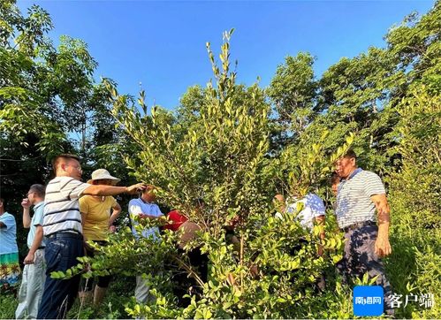油茶树种植新篇章：揭秘高效种植技术，助力产业升级