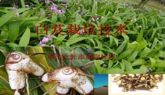 《白芨种植：揭秘高效管理技术，助力产业升级新篇章》