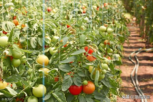 揭秘冬季西红柿种植技术，如何打破季节壁垒？