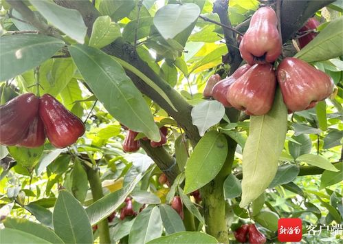 《莲雾种植技术揭秘：如何打造高品质果实？》