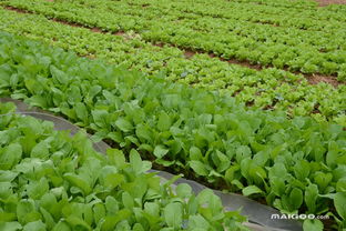 露天蔬菜种植技术革新：如何提升产量与品质？