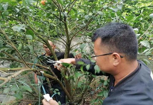 柑橘种植管理新篇章：揭秘高效技术，助力果农增收