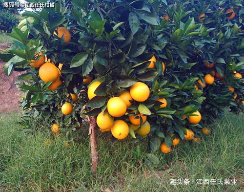 揭秘脐橙种植技术：如何让金果子更甜、更健康？