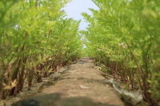 《深耕田园，胡萝卜种植技术揭秘：如何让每一根胡萝卜都闪耀光芒？》