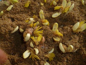 花生芽种植新篇章：绿色、高效、可持续——揭秘花生芽种植技术