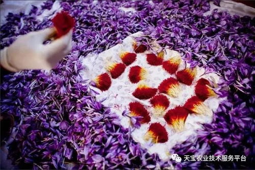 《藏红花种植：揭开神秘花朵的种植秘密，让财富之花绽放高原》