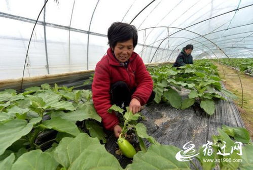 《冬季大棚茄子种植攻略：揭秘高效益的秘密武器！》