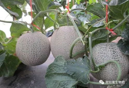 香瓜种植与管理：揭秘高效产量的秘密武器