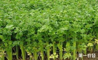 《揭秘露地芹菜种植秘籍：如何提高产量与品质？》