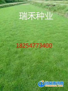 《绿色铺陈：揭秘草皮种植技术的现代奥秘》