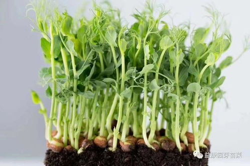 揭秘芽菜种植秘诀：如何在家轻松种植绿色健康食材