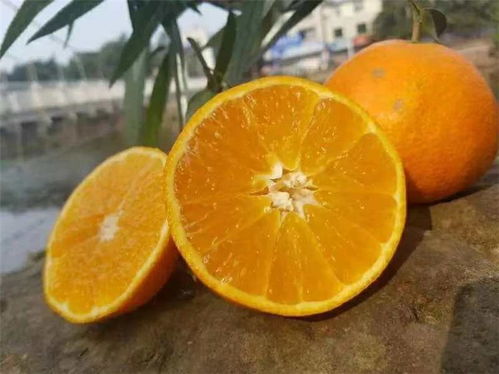 《橙子种植新篇章：揭秘高效益的橙园管理之道》