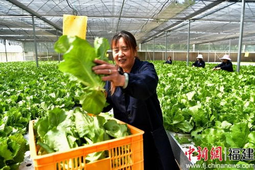 水培种植蔬菜：未来农业的新趋势？