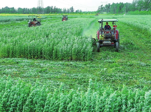 揭秘艾草种植新技艺：如何打造高效益的艾草产业？