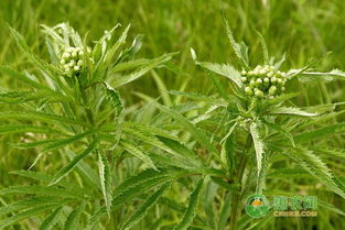 揭秘返魂草种植奥秘：如何打造绿色财富？