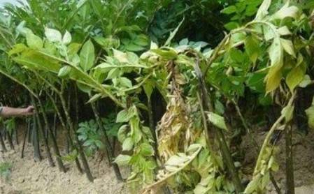 《魔芋种植新篇章：揭秘高效种植技术与未来市场潜力》