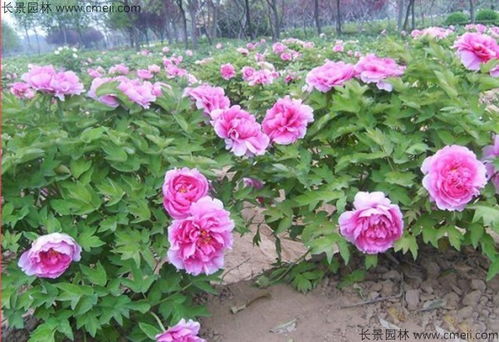 牡丹种植技术揭秘：如何培育出花中之王？