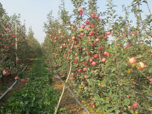 革新种植未来——探索果树种植新技术的绿色革命