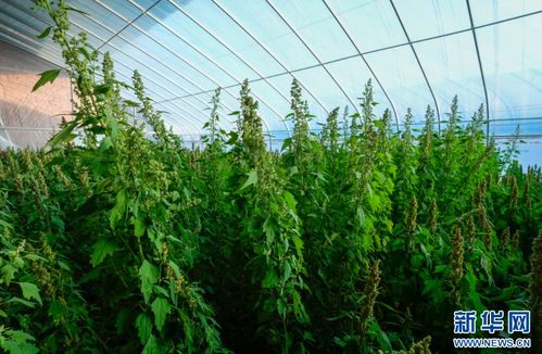 《解锁绿色宝库：藜麦种植技术的奥秘与未来》
