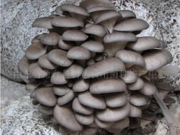 平菇种植技术揭秘：如何打造高效益的食用菌产业？