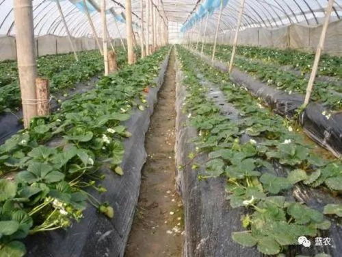 草莓种植攻略：揭秘高效管理技术，打造丰产丰收的草莓园