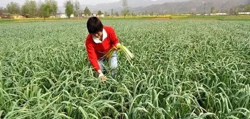 大蒜种植全攻略：揭秘高效管理之道