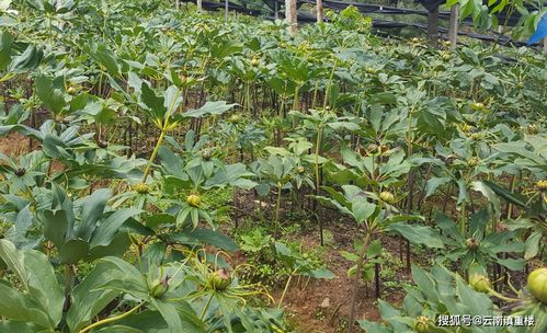 滇重楼种植技术揭秘：揭秘高价值中药材的培育奥秘