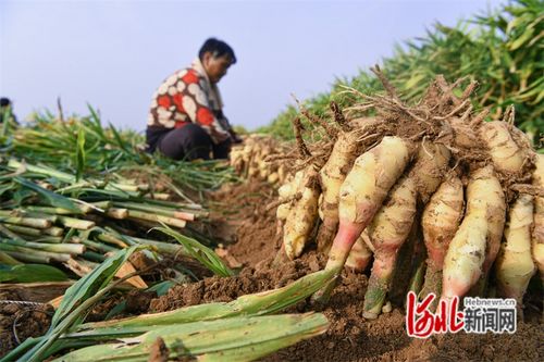 生姜种植技术揭秘：如何提高产量与品质？