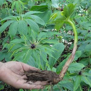 探秘重楼种植奥秘：揭秘自然农法，打造绿色生态农业