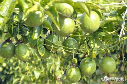 《揭秘百香果种植奥秘：高效益背后的科技力量》