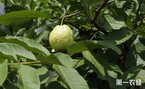 《番石榴种植技术揭秘：如何打造高产优质果园？》