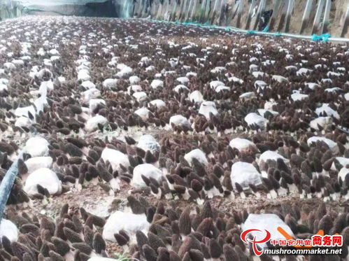 《羊肚菌种植技术揭秘：揭秘成功秘诀，引领农业新潮流》