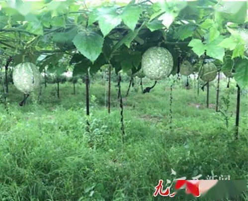 揭秘吊瓜种植技术：如何打造高效益的绿色产业？