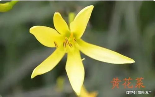 揭秘黄花菜种植秘籍：高效技术助你丰收在望